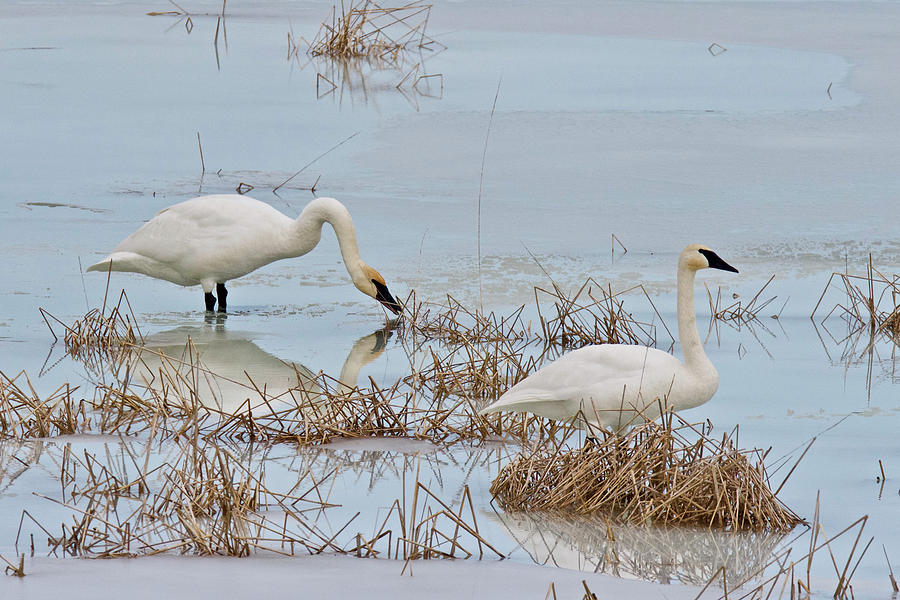 Trumpter Swans 8182 Photograph by Michael Peychich