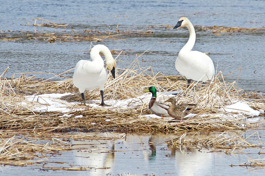 Trumpter Swans And Mallards 0764 Photograph