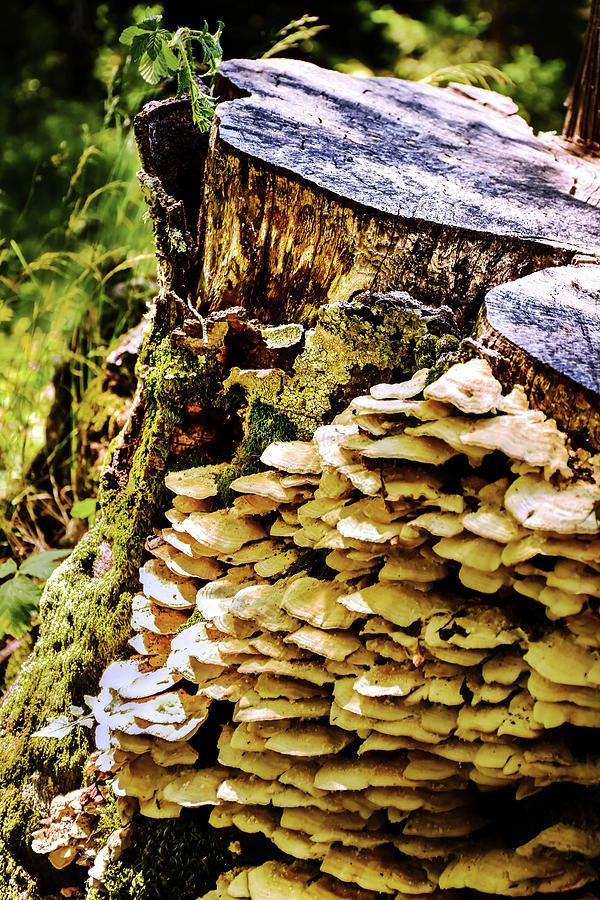 Trunk and mushrooms Photograph by Alessandro Della Pietra