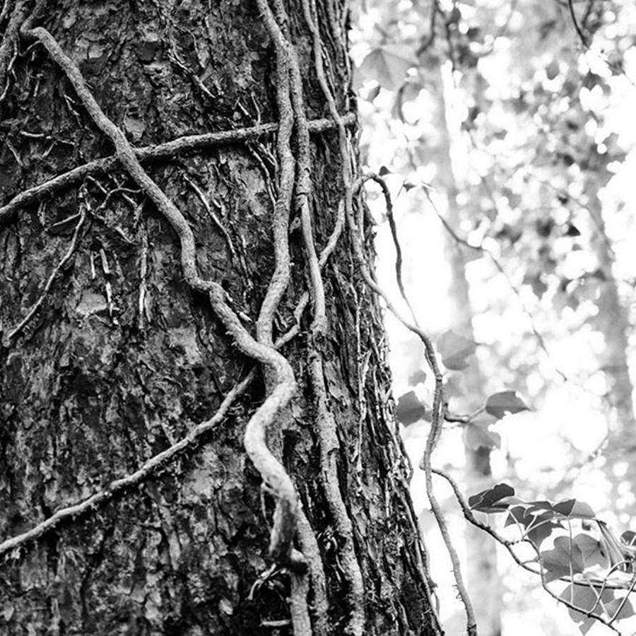 Trunk And Vine Photograph by Aleck Cartwright