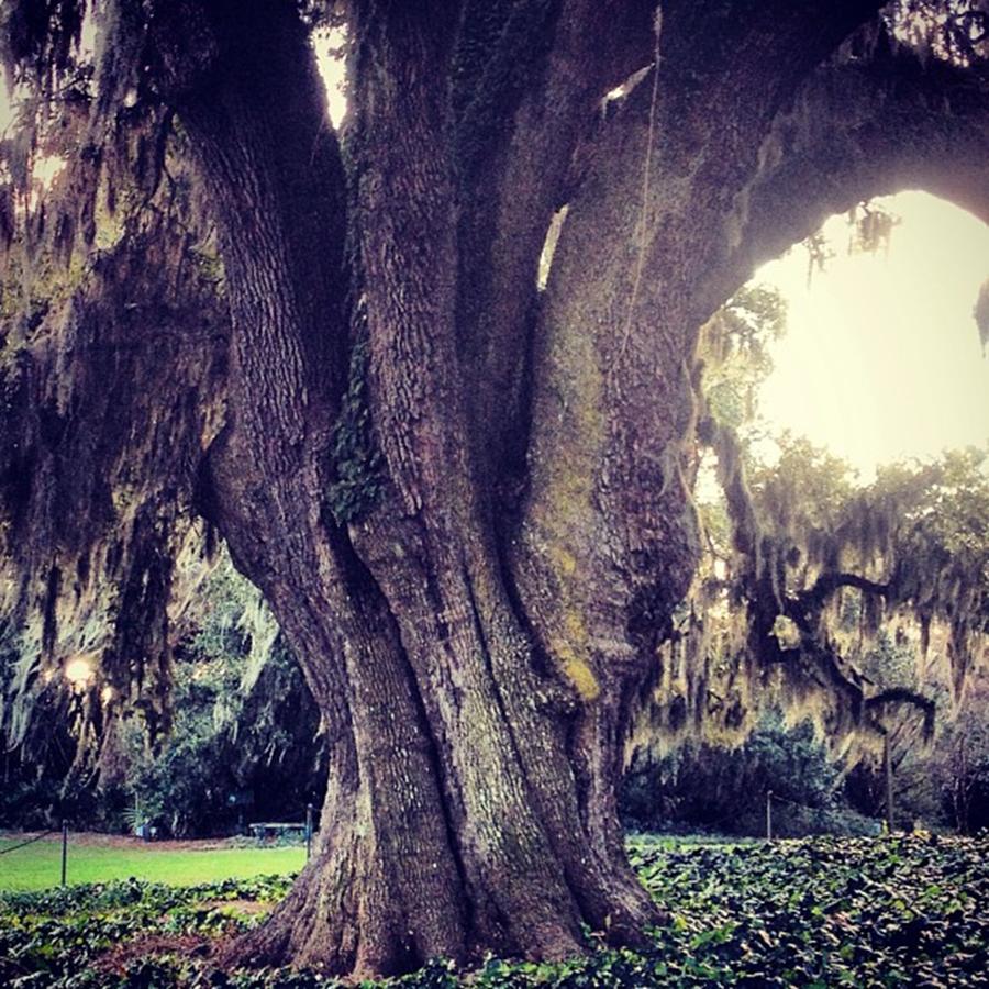 Trunk Of A 400 Year Old Tree! Photograph by Kelsi Giardiello