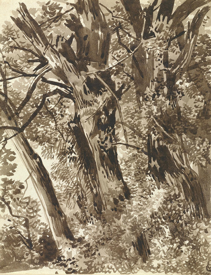 Trunks and Branches Drawing by Franz Kobell