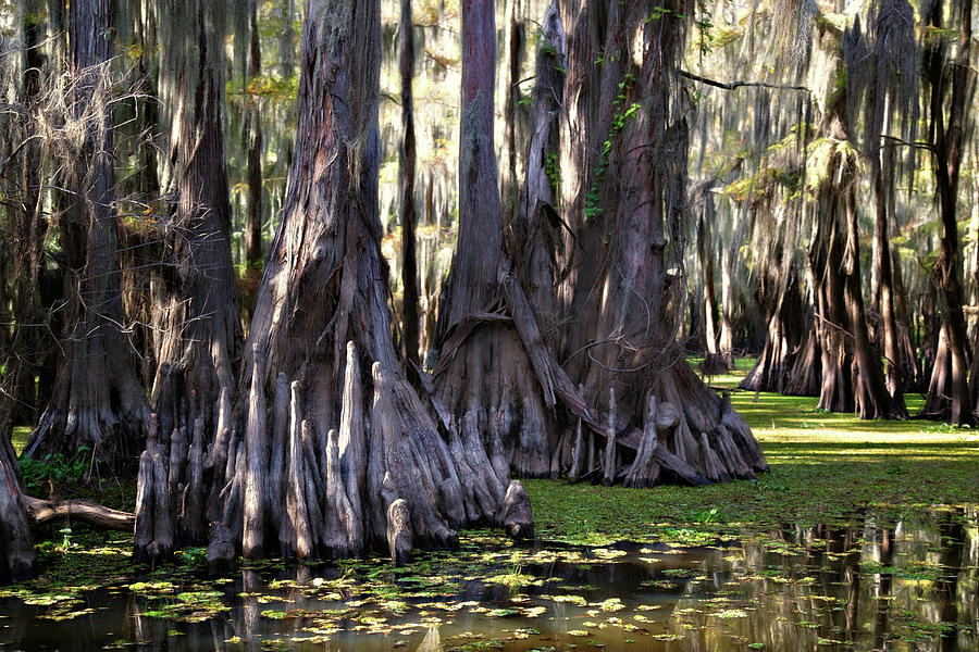 Trunks Photograph by Lana Trussell