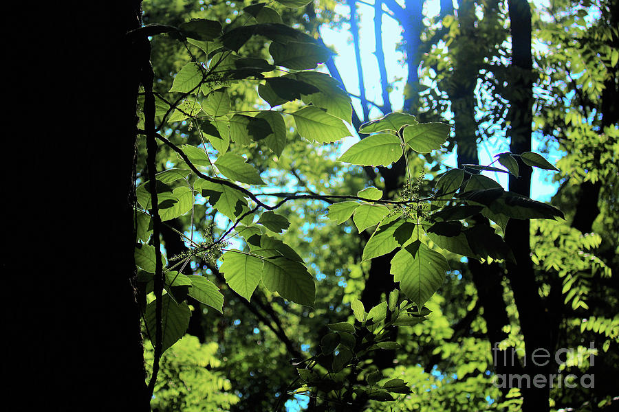 Spring Silhouettes And Shadows >> Trunks Leaves Silhouettes And Shadows Photograph By Laura Birr Spring Silhouettes And Shadows >> Trunks Leaves Silhouettes And Shadows Photograph By Laura Birr