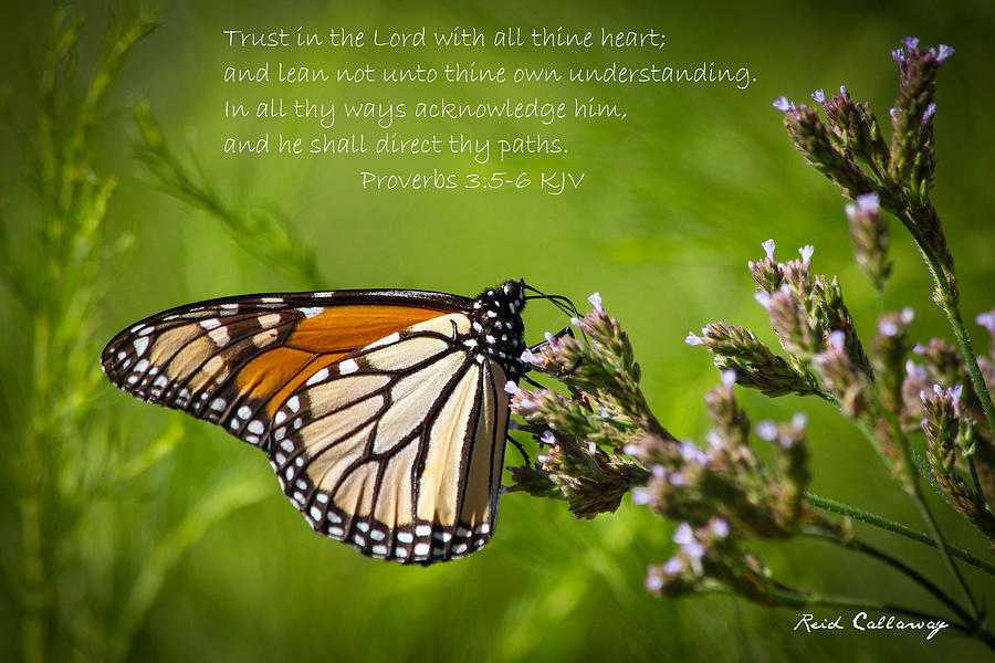 Trust In The Lord Proverbs 3 5 6 Monarch Butterfly Bible Wildlife Art Photograph by Reid Callaway