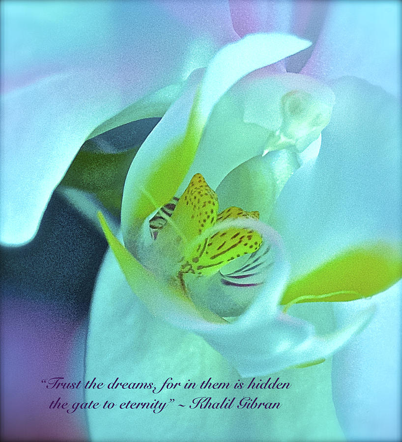Orchid Photograph - Trust The Dreams by Venetia Featherstone-Witty