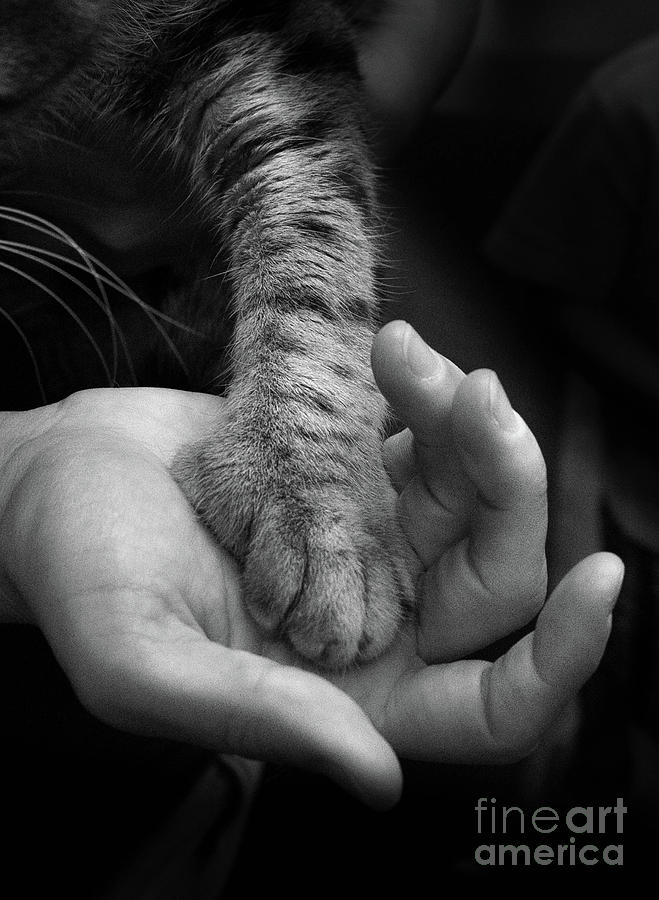 Cat Photograph - Trust by Wayne Heim