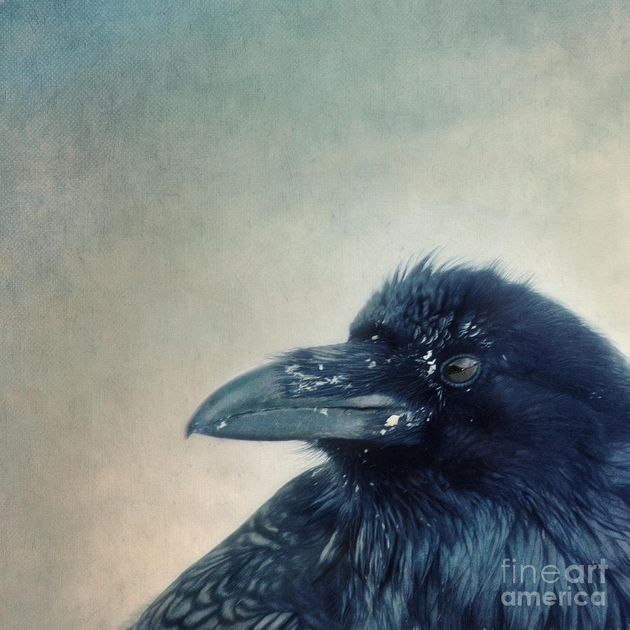 Raven Photograph - Try to listen by Priska Wettstein