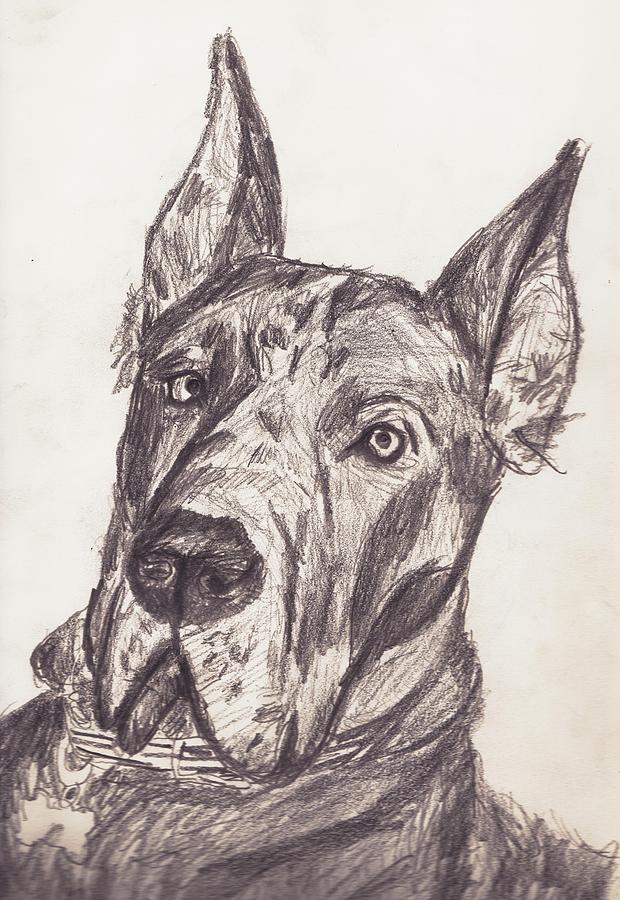 Tryin To Be A Great Dane Drawing by Jerry Nelson