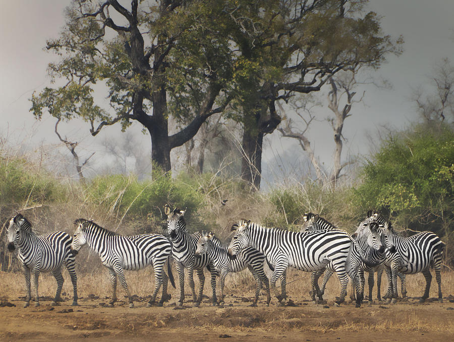 Trying to Blend In Photograph by Carol Howard - Fine Art America