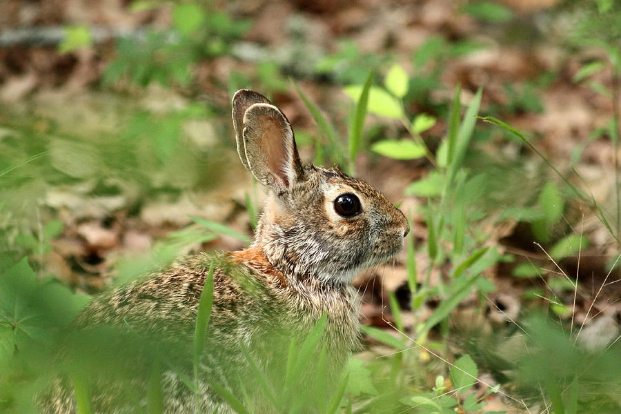 Cotton-tail Rabbit Trying to Hide Photograph by Sheila Brown