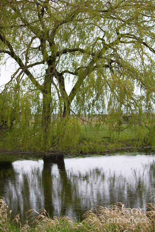 Tsawassen Duck Pond Photograph by Donna L Munro