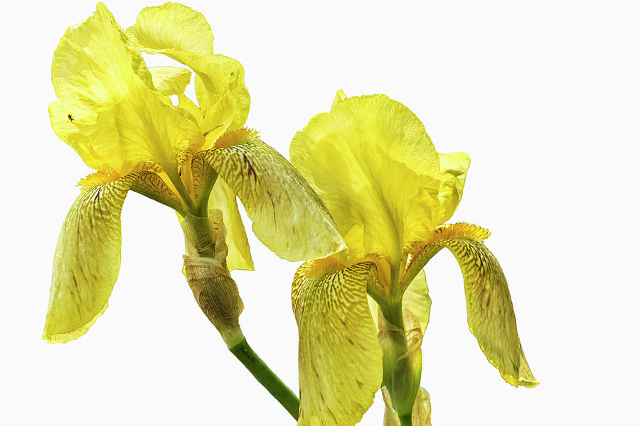 Two Yellow Irises and An Ant Photograph by Belinda Greb