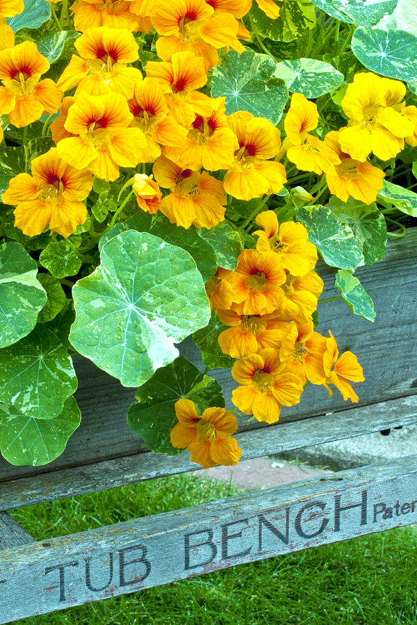 Tubbed Nasturtiums On Bench Photograph by Sandra Foster