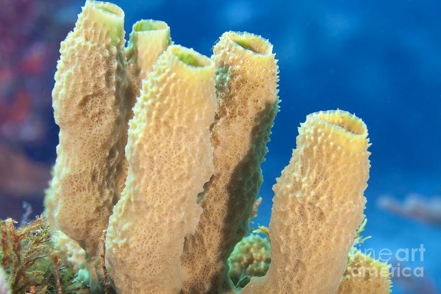 Tube Sponges Photograph by Anthony Totah