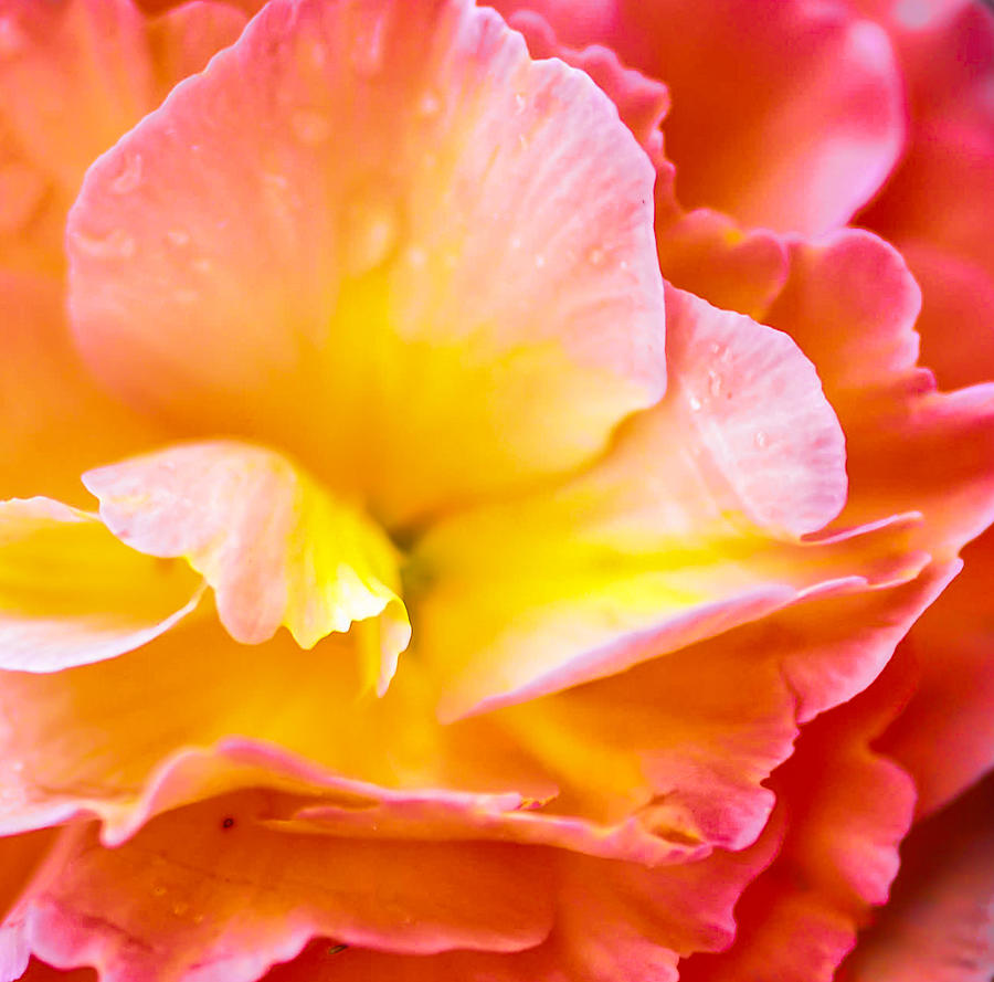 Nature Photograph - Tuberous Begonia  by Optical Playground By MP Ray