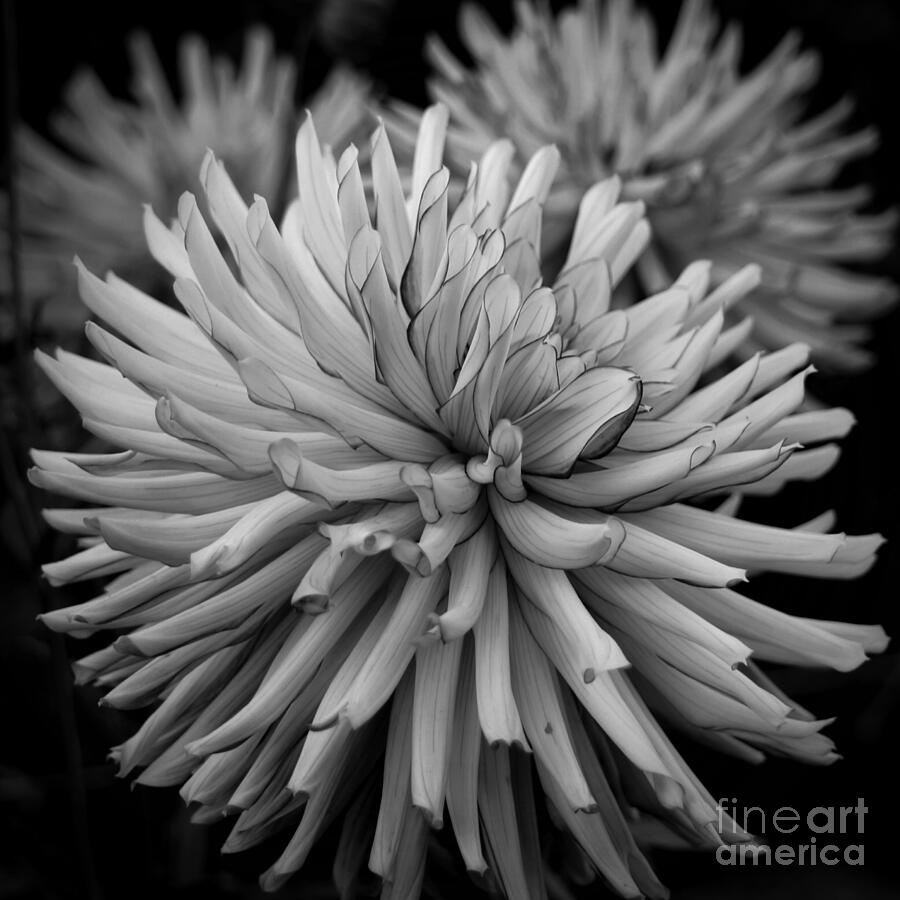 Black And White Photograph - Tubular Petals by Patricia Strand