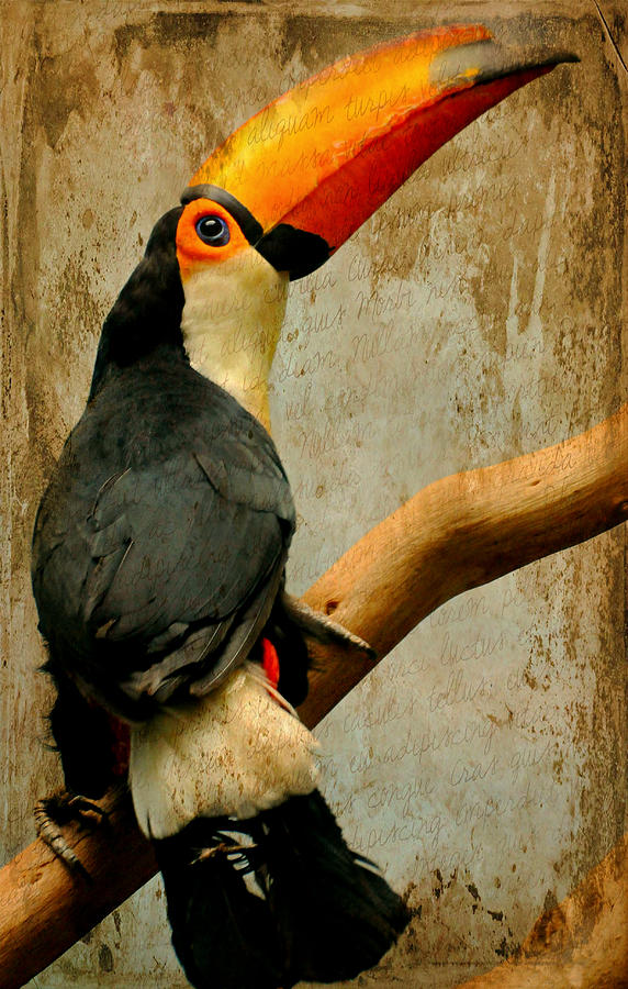 Tucan Do Photograph by Diana Angstadt