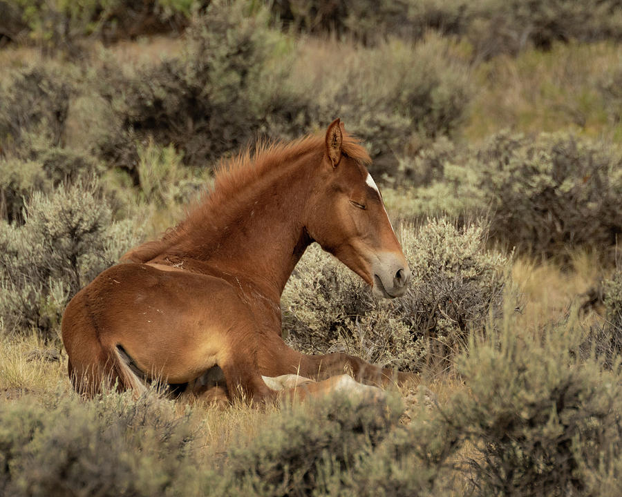 Tucked Away in the Sagebrush Photograph by Lois Lake