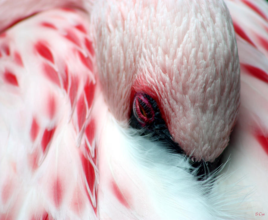 Flamingo Photograph - Tucked In by S Cyr