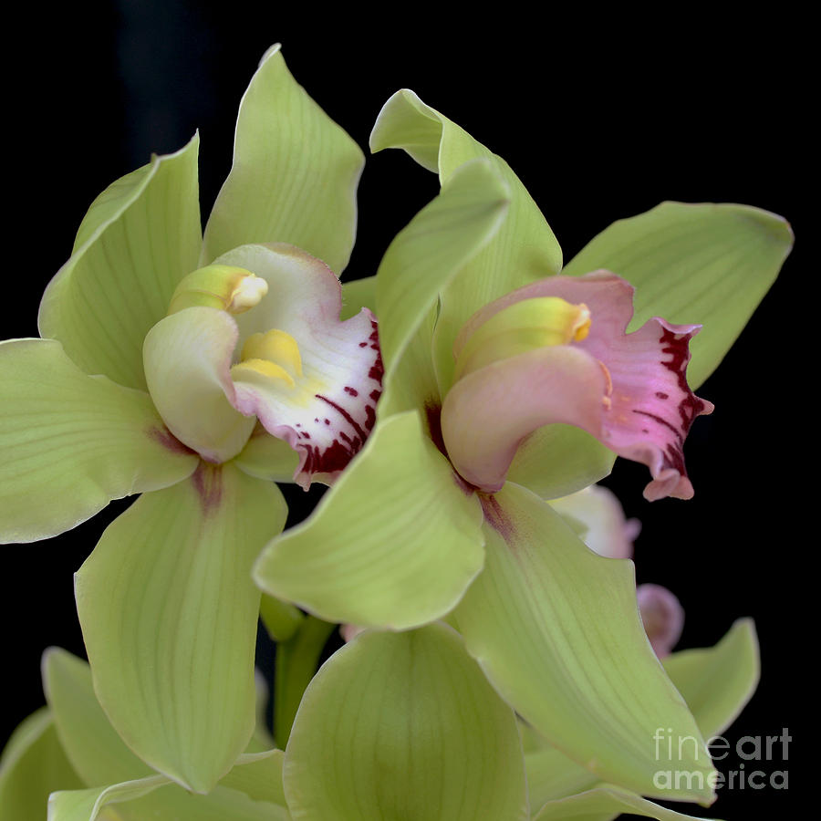 Orchid Photograph - Tucked In by Terri Winkler
