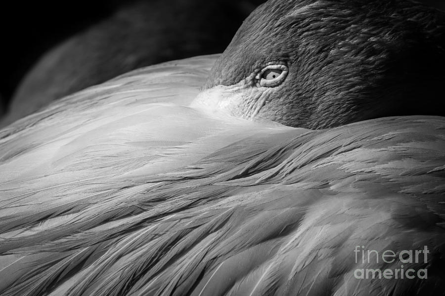 Tucked Into Feathers, Black and White Photograph by Liesl Walsh