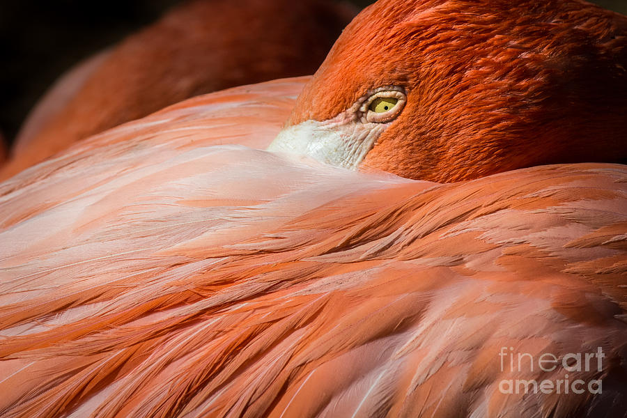 Animal Photograph - Tucked Into Feathers by Liesl Walsh