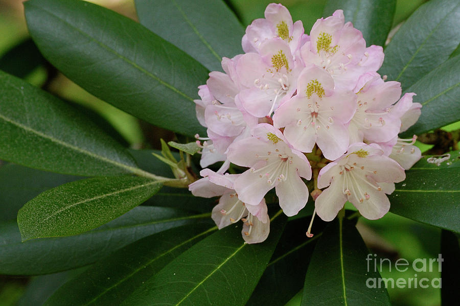 Rhododendron Photograph - Tucker County Rhododendron by Randy Bodkins