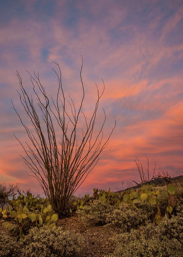 Arizona Sunset Photograph by Al White