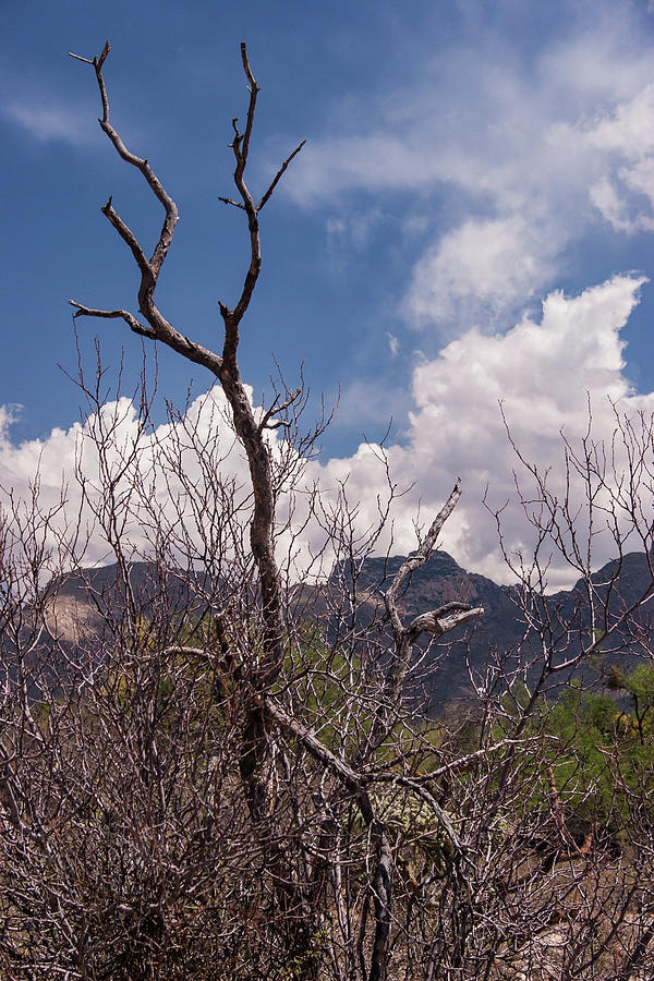 Tucson Photograph - Tucson Arizona by David Palmer