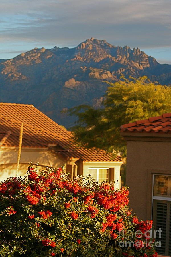 Tucson Beauty Photograph by Nadine Rippelmeyer