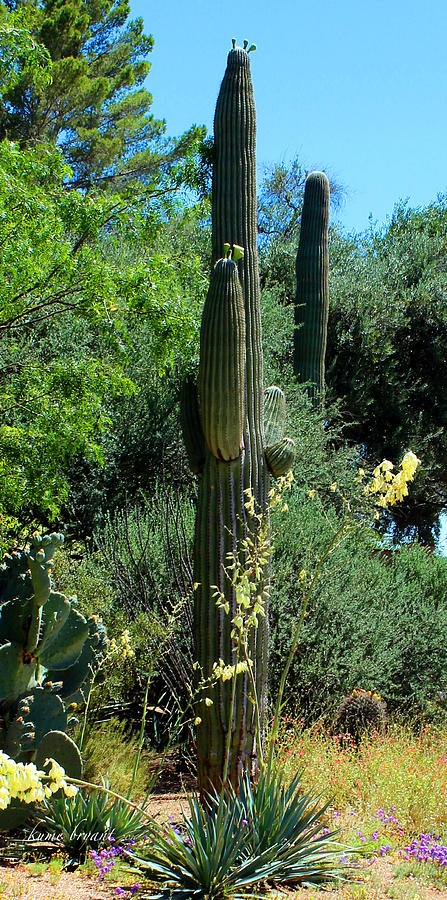 Tucson Botanical Garden No1 Photograph by Kume Bryant
