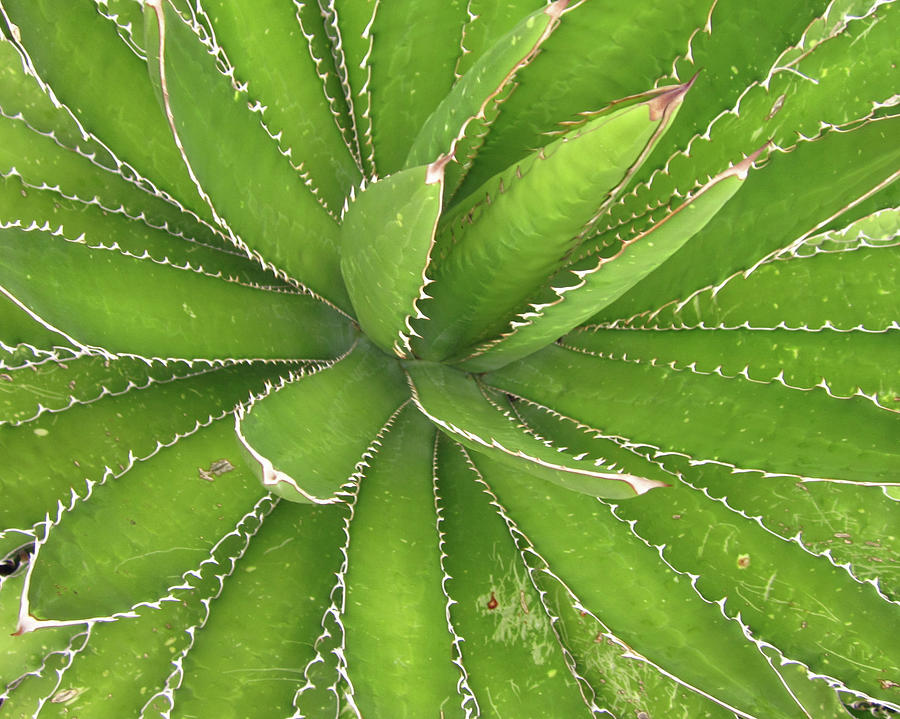 Tucson Cactus No. 1 Photograph by Sandy Taylor