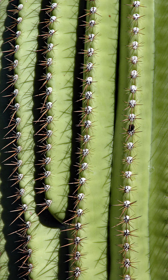 Tucson Cactus No. 2 Photograph by Sandy Taylor