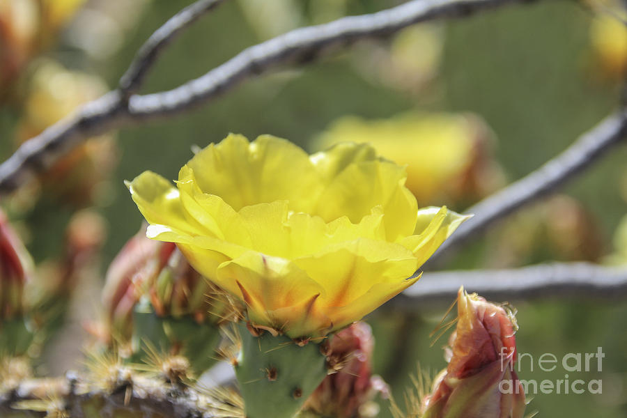 Tucson Desert Blossom Photograph by Jemmy Archer
