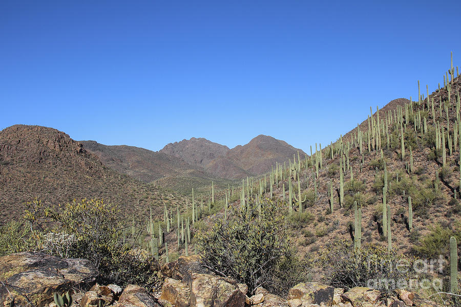 Tucson Desert Mountains Photograph by Jemmy Archer