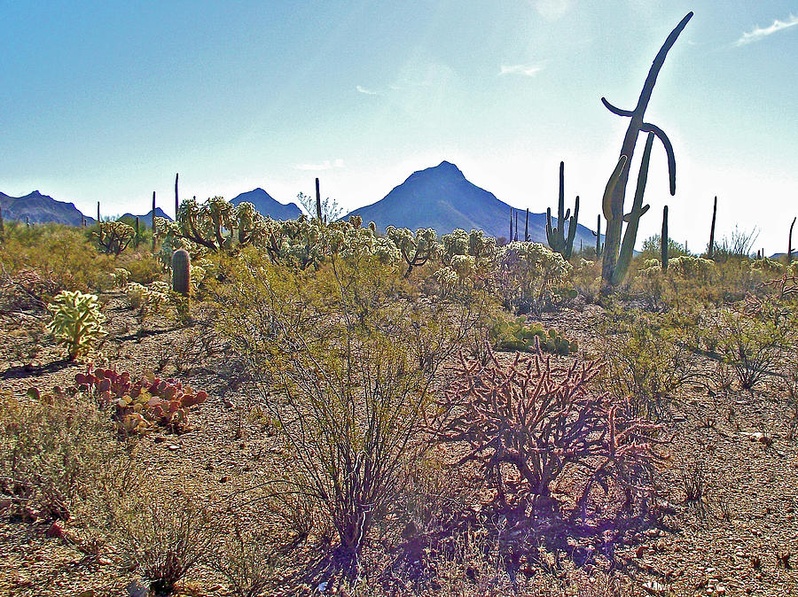 Tucson Mountain District of Saguaro National Park-Arizona Photograph by Ruth Hager