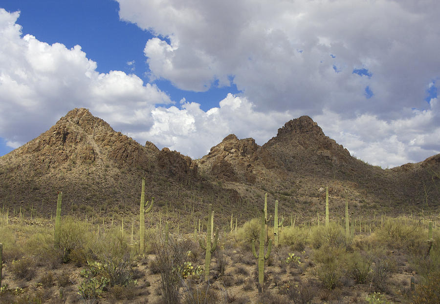 Tucson Mountains Photograph by Elvira Butler