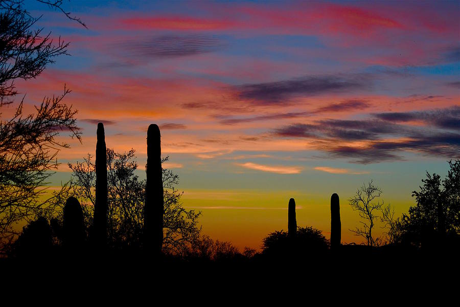 Tucson Mountians Photograph by Hella Buchheim
