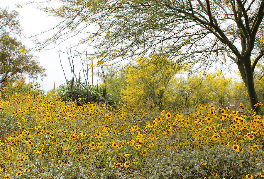 Tucson Wildflowers Photograph by Kume Bryant