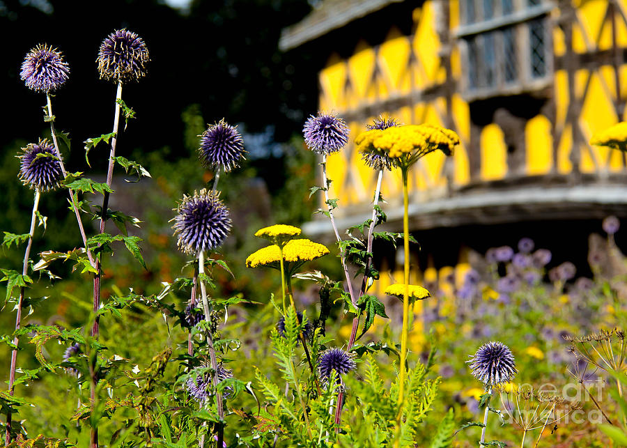 Tudor Garden Photograph by SnapHound Photography