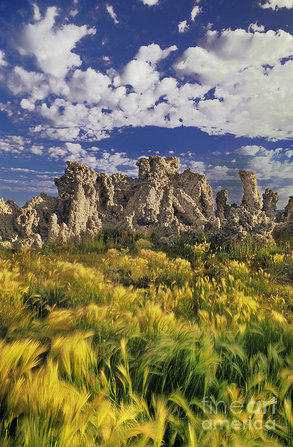Tufas And Wild Grasses Mono Lake State Park California Photograph by Dave Welling