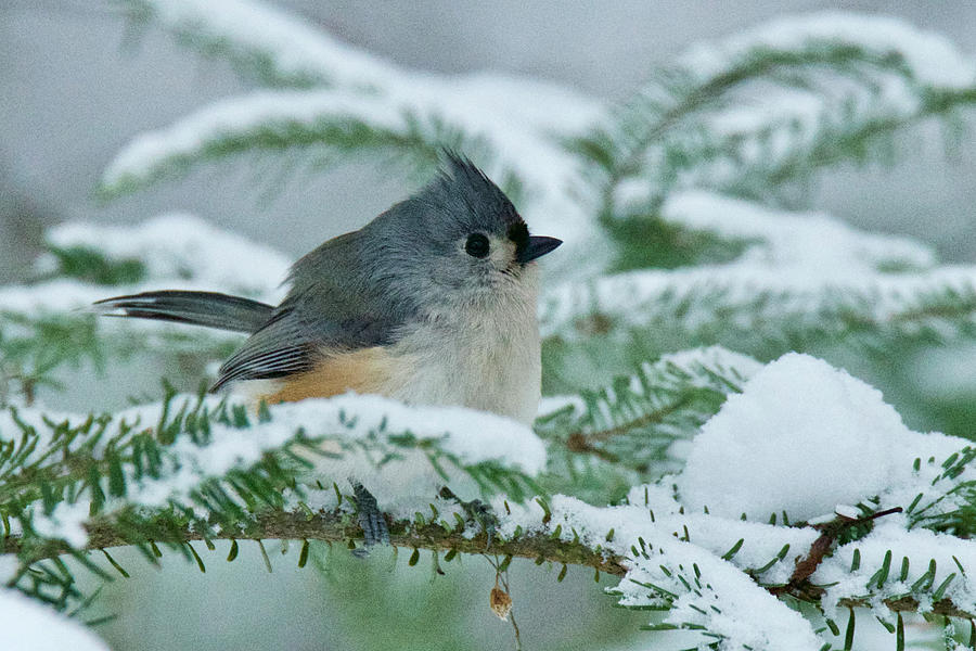 Tufted Titmouse 014 Photograph by Michael Peychich