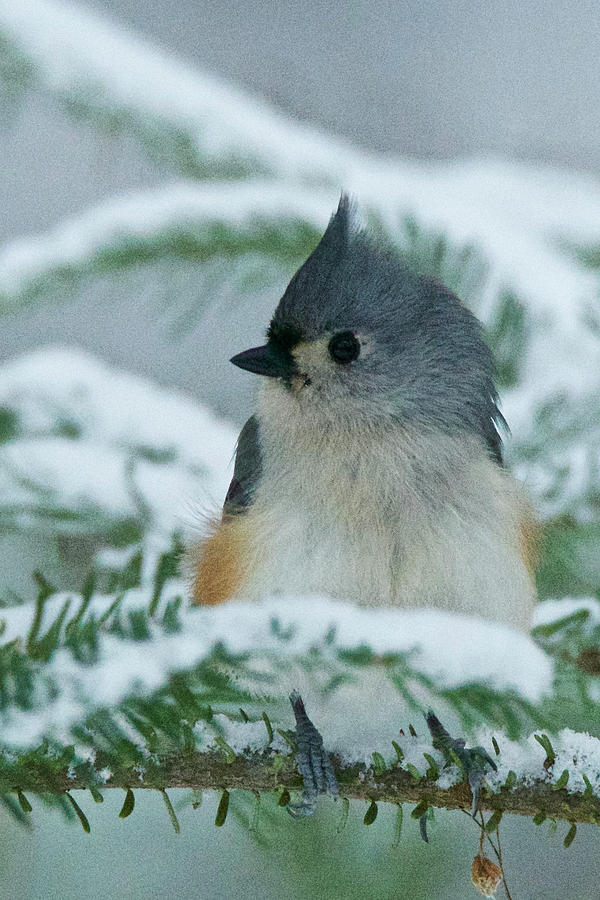 Tufted Titmouse 015 Photograph by Michael Peychich