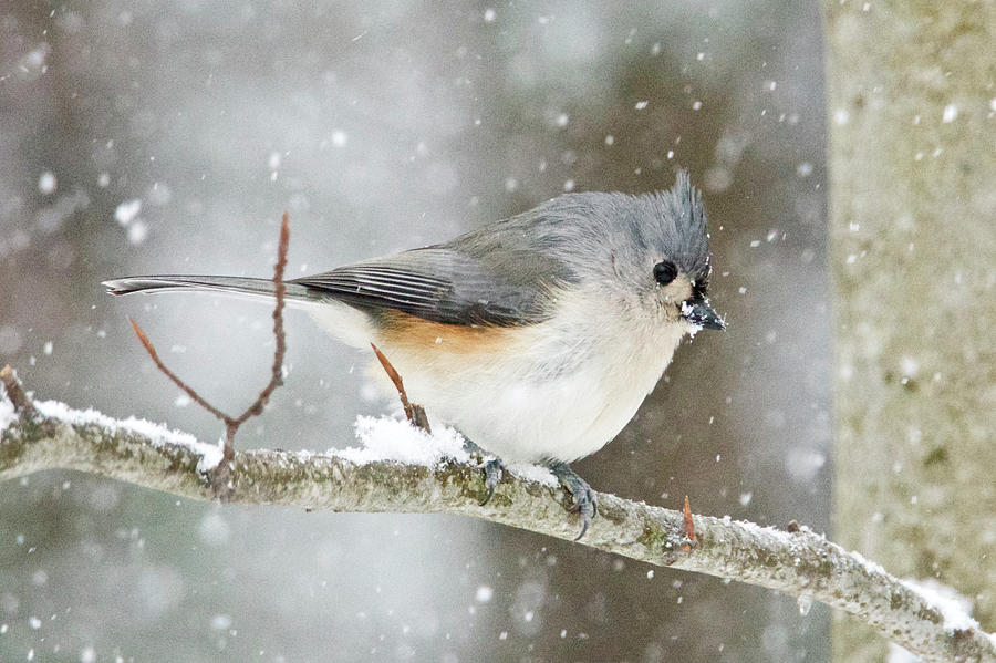 Tuffted Titmouse 5440 Photograph by Michael Peychich