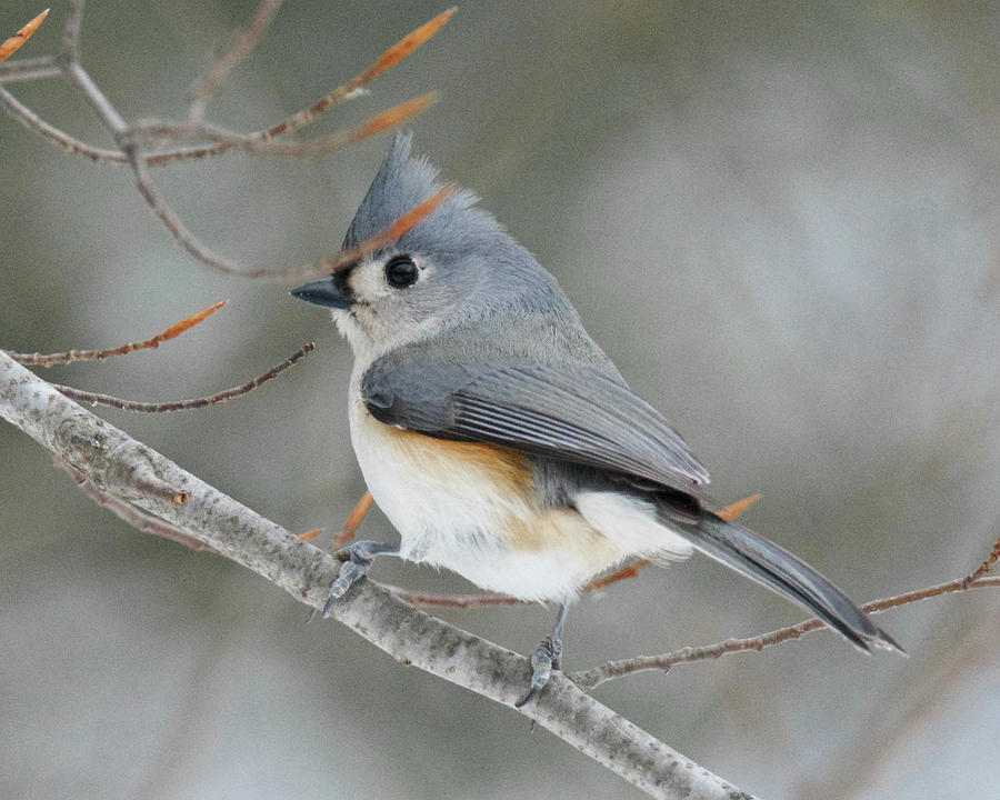Tuffted Titmouse0415 Photograph by Michael Peychich