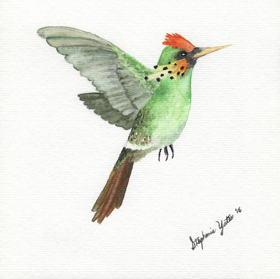 Hummingbird Painting - Tufted Coquette Hummingbird by Stephanie Yates