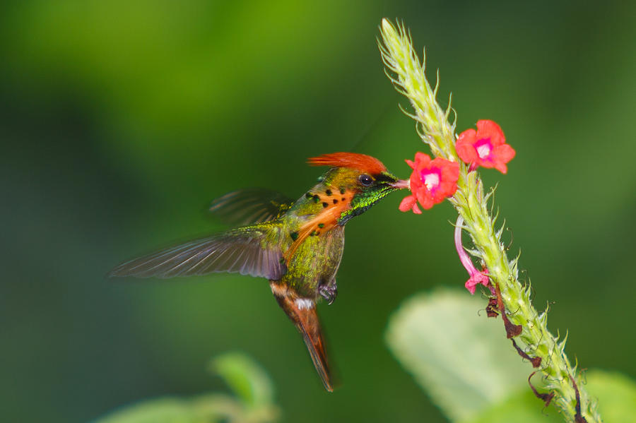 Tufted Coquette Photograph by Marcus Gonzales - Fine Art America