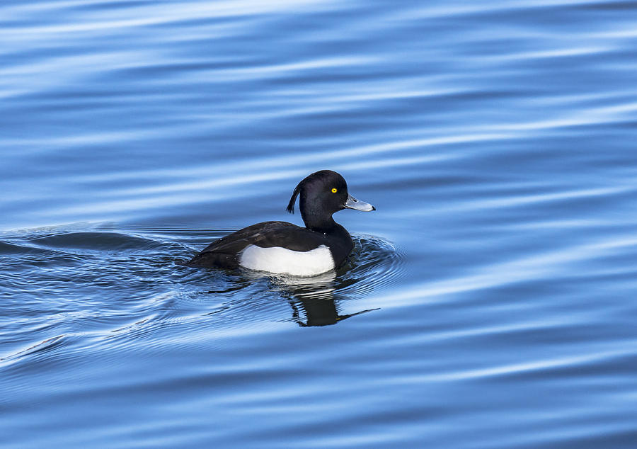 Tufted Duck Photograph by Scott Carruthers