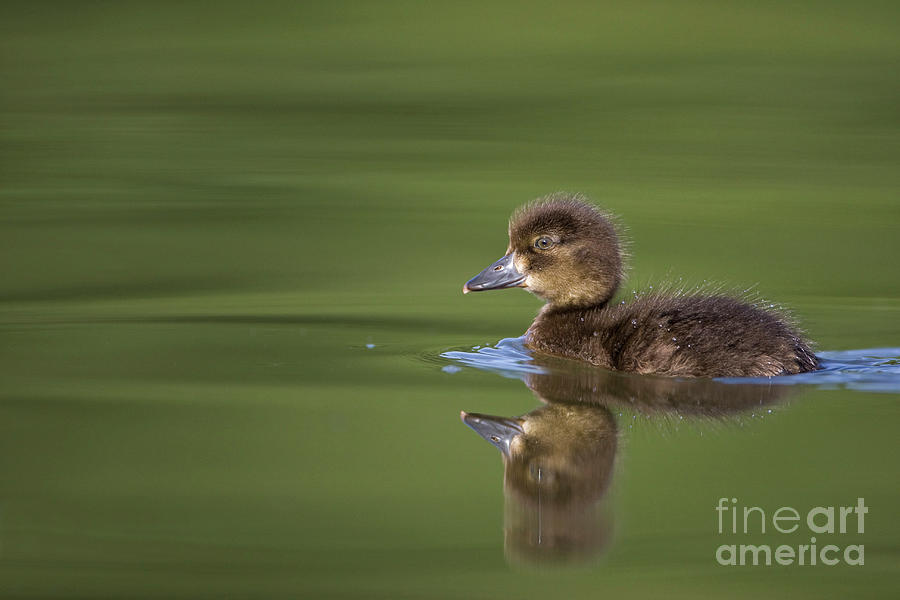 Tufted Duckling Photograph by Cedric Jacquet